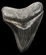 Juvenile Megalodon Tooth - Serrated Blade #58070-1